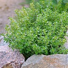 Lemon Thyme Herb Seeds for Planting – Heirloom Non-GMO Garden Seeds