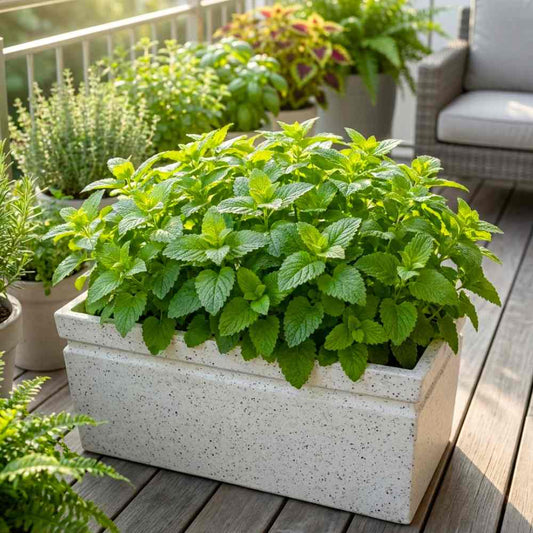 Lemon Thyme Herb Seeds growing into fragrant green thyme plants with delicate flowers