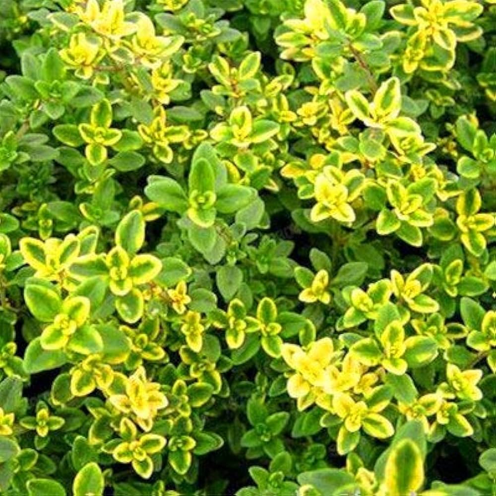 Lemon Thyme Herb Seeds for Planting – Heirloom Non-GMO Garden Seeds