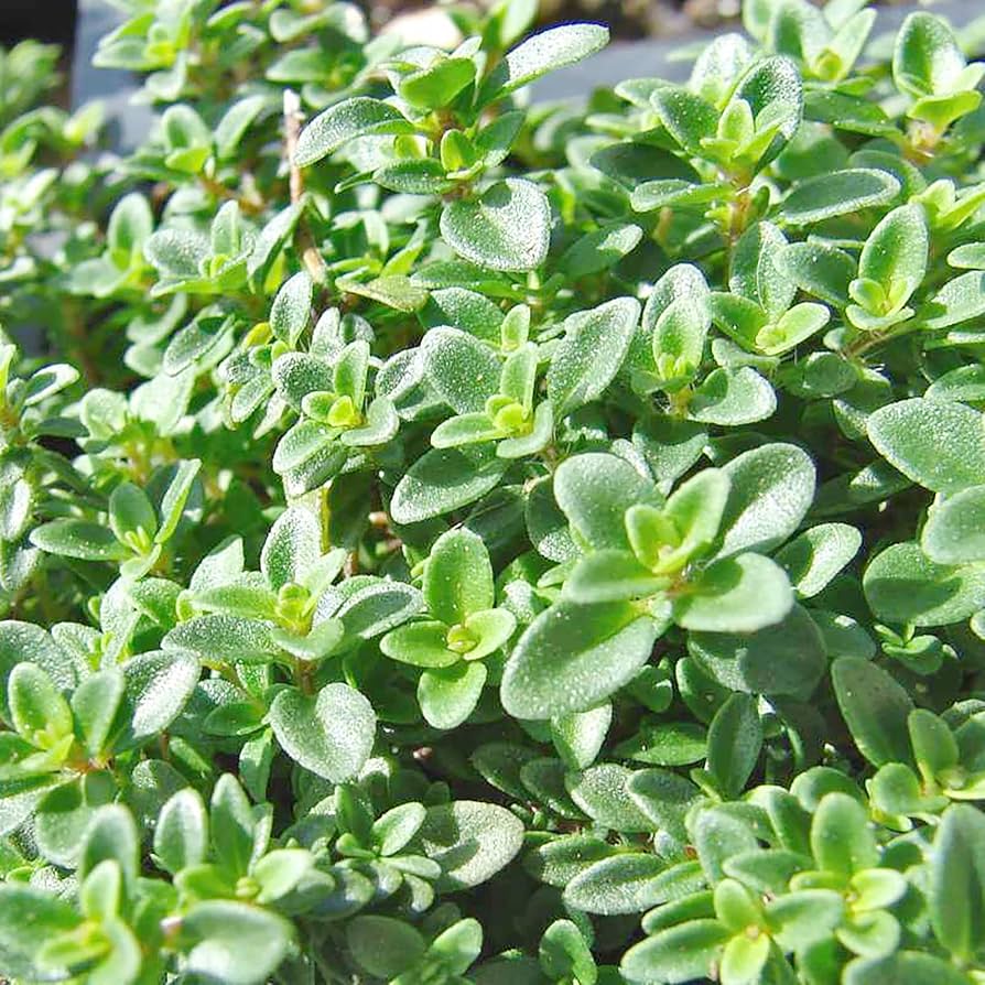 Lemon Thyme Herb Seeds for Planting – Heirloom Non-GMO Garden Seeds