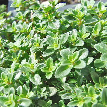 Lemon Thyme Herb Seeds for Planting – Heirloom Non-GMO Garden Seeds