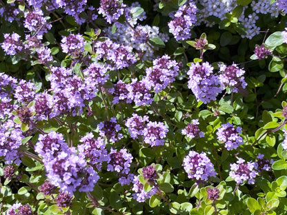 Lemon Thyme Herb Seeds for Planting – Heirloom Non-GMO Garden Seeds