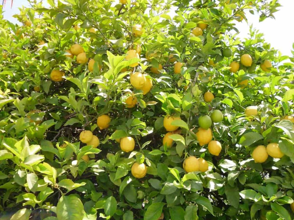 Dark Green Lemon Seeds