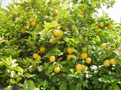 Dark Green Lemon Seeds