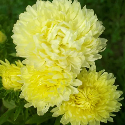 Lemon Yellow flower seeds