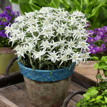 White Edelweiss Ground Flower Seeds with white alpine flowers and silvery foliage