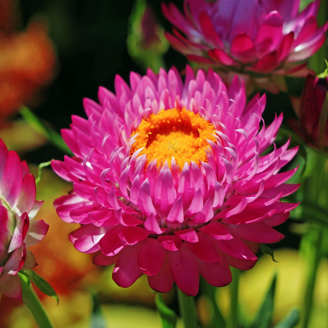 Pink Immortelle flower seeds
