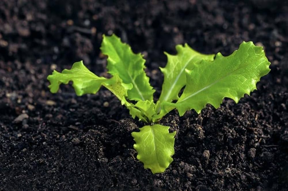 Lettuce Seeds