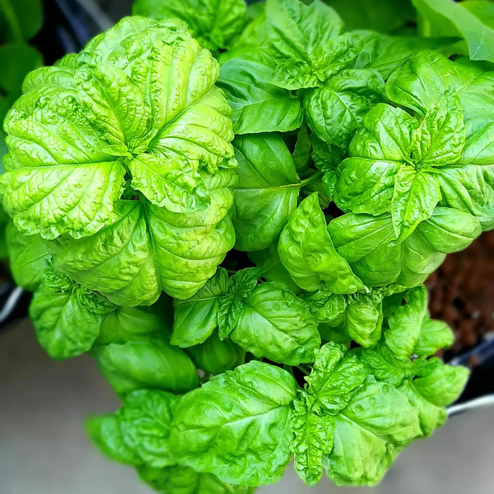 Lettuce Leaf Basil Herb Seeds for Planting – Heirloom Non-GMO Garden Seeds