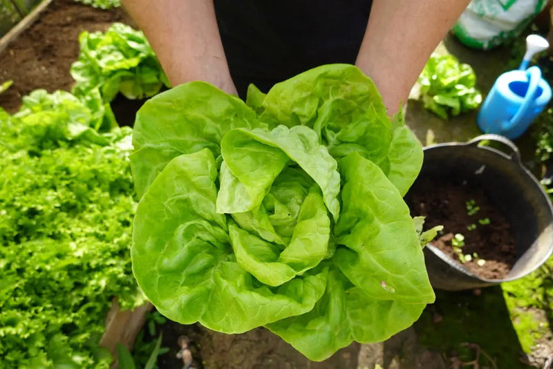 Lettuce Garden Vegetable Seeds for Planting – Heirloom Non-GMO Garden Seeds