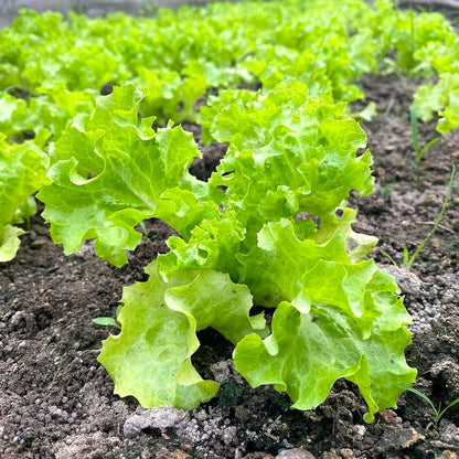 Lettuce Seeds