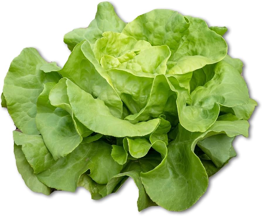 Lettuce Garden Seeds