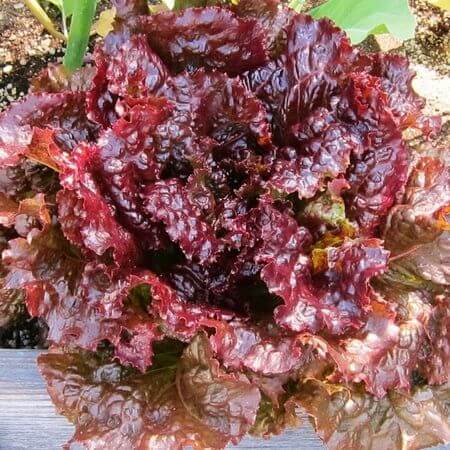 Red Lettuce Seeds