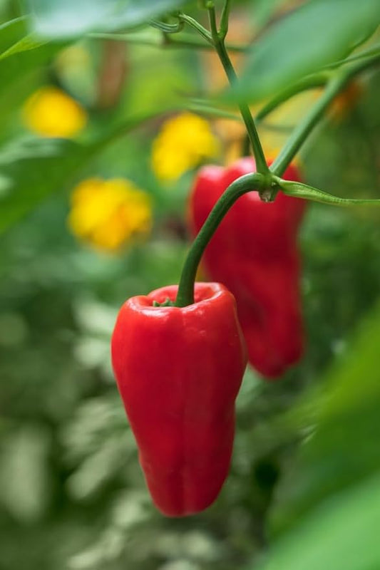 Leutschauer Paprika Pepper Seeds
