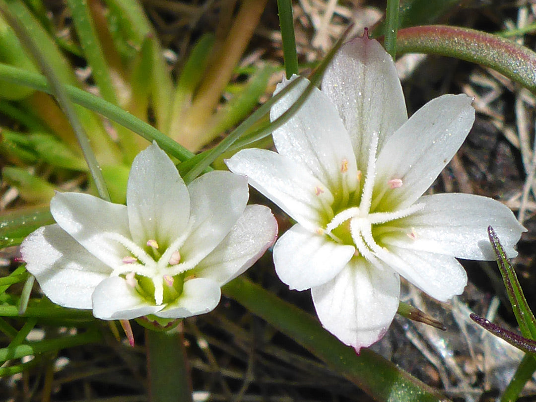 White Nevadensis flower seeds