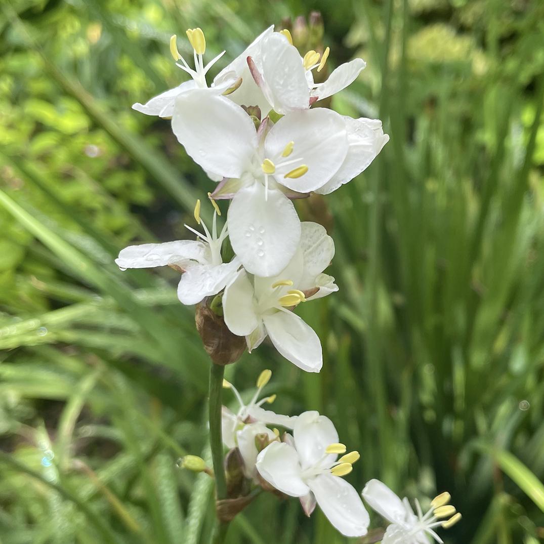 White Libertia flower seeds