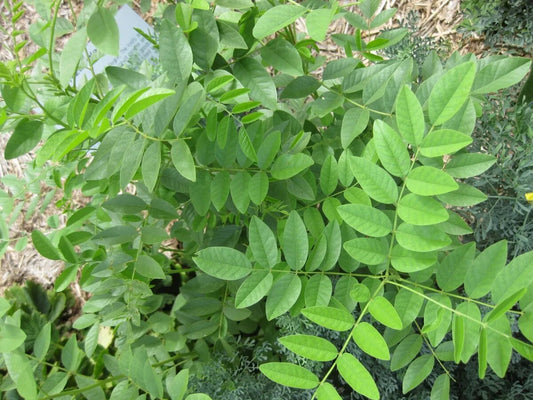 Liquorice herb plant growing in a garden with green foliage