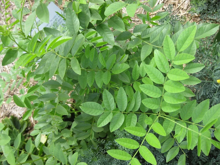 Liquorice herb plant growing in a garden with green foliage
