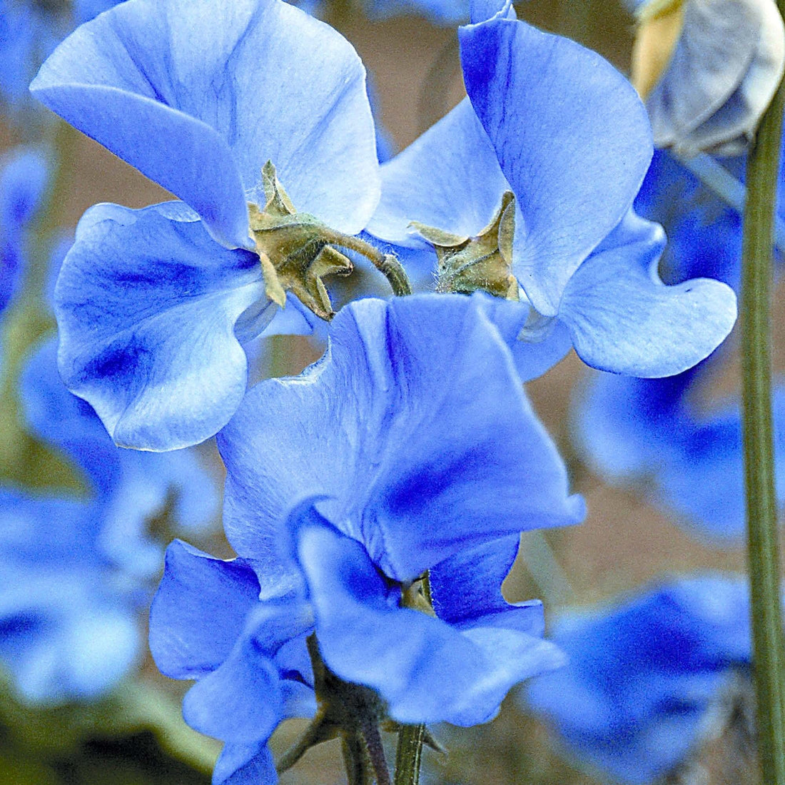 Light Blue flower seeds