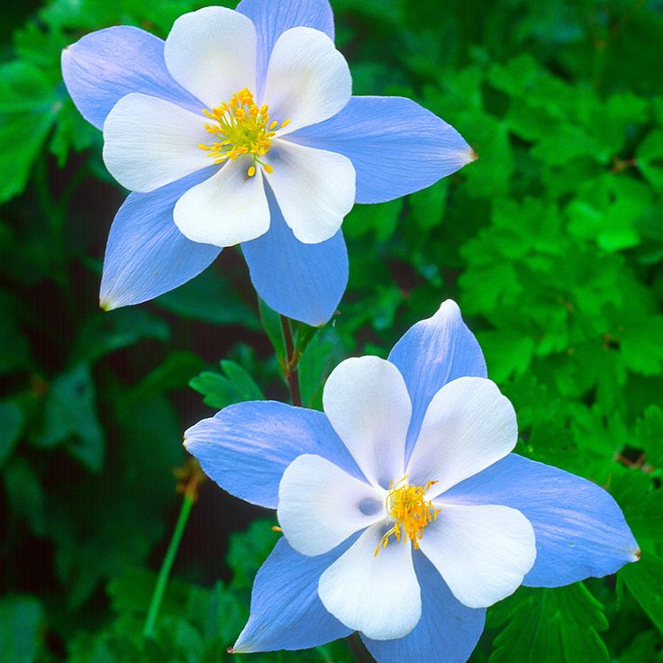 Light Blue flower seeds