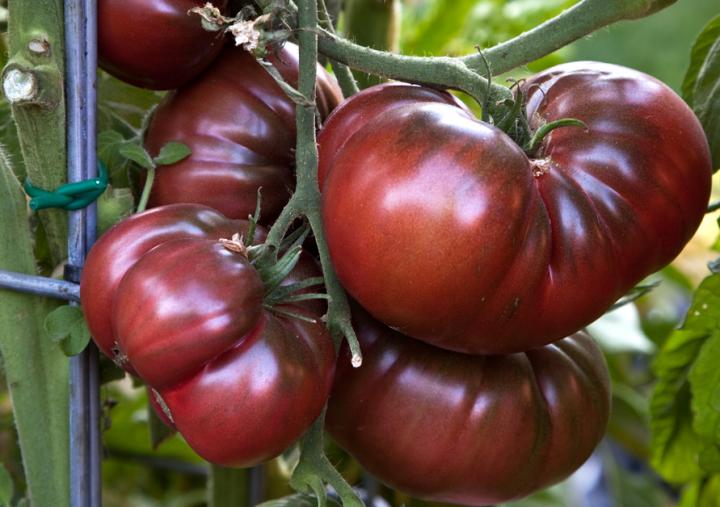 Brown Tomato Seeds