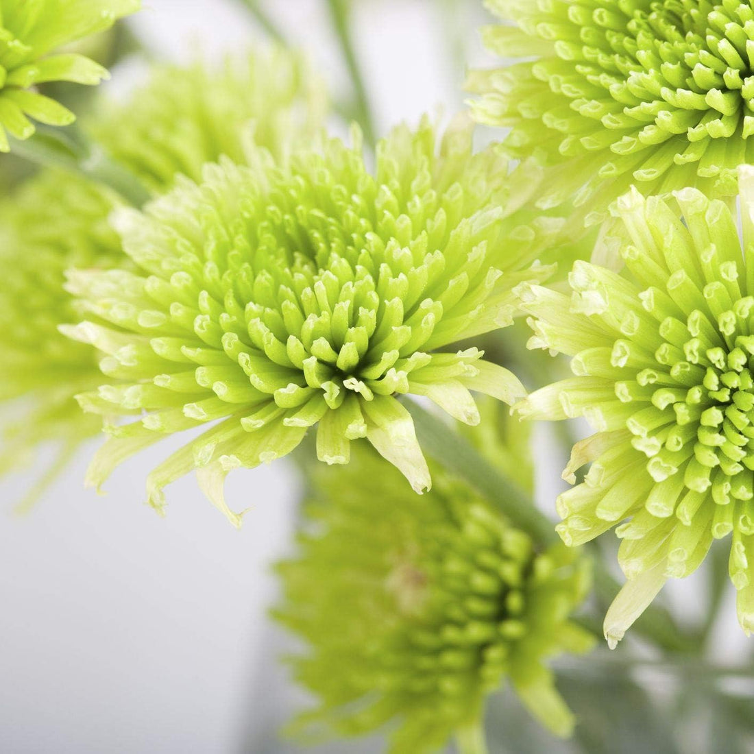 Light Green flower seeds