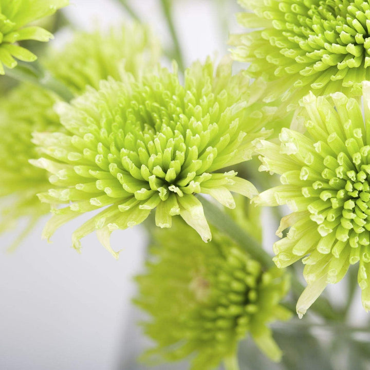 Light Green flower seeds