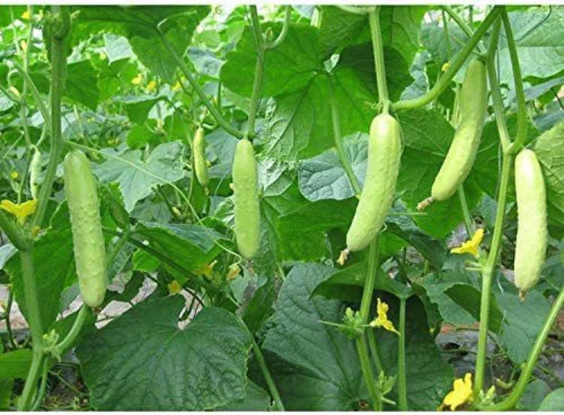 Light Green Cucumber Seeds for Planting – Heirloom Non-GMO Garden Seeds