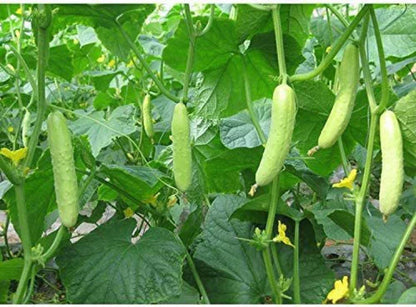 Light Green Cucumber Seeds for Planting – Heirloom Non-GMO Garden Seeds