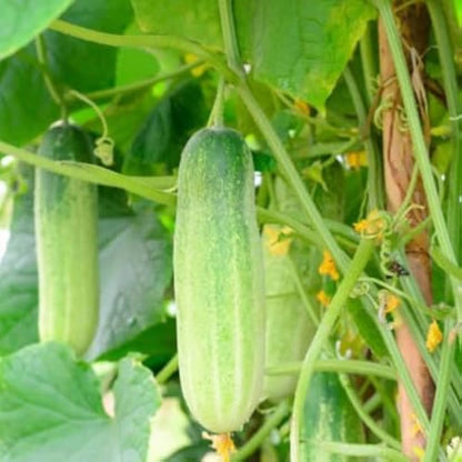 Light Green Cucumber Seeds