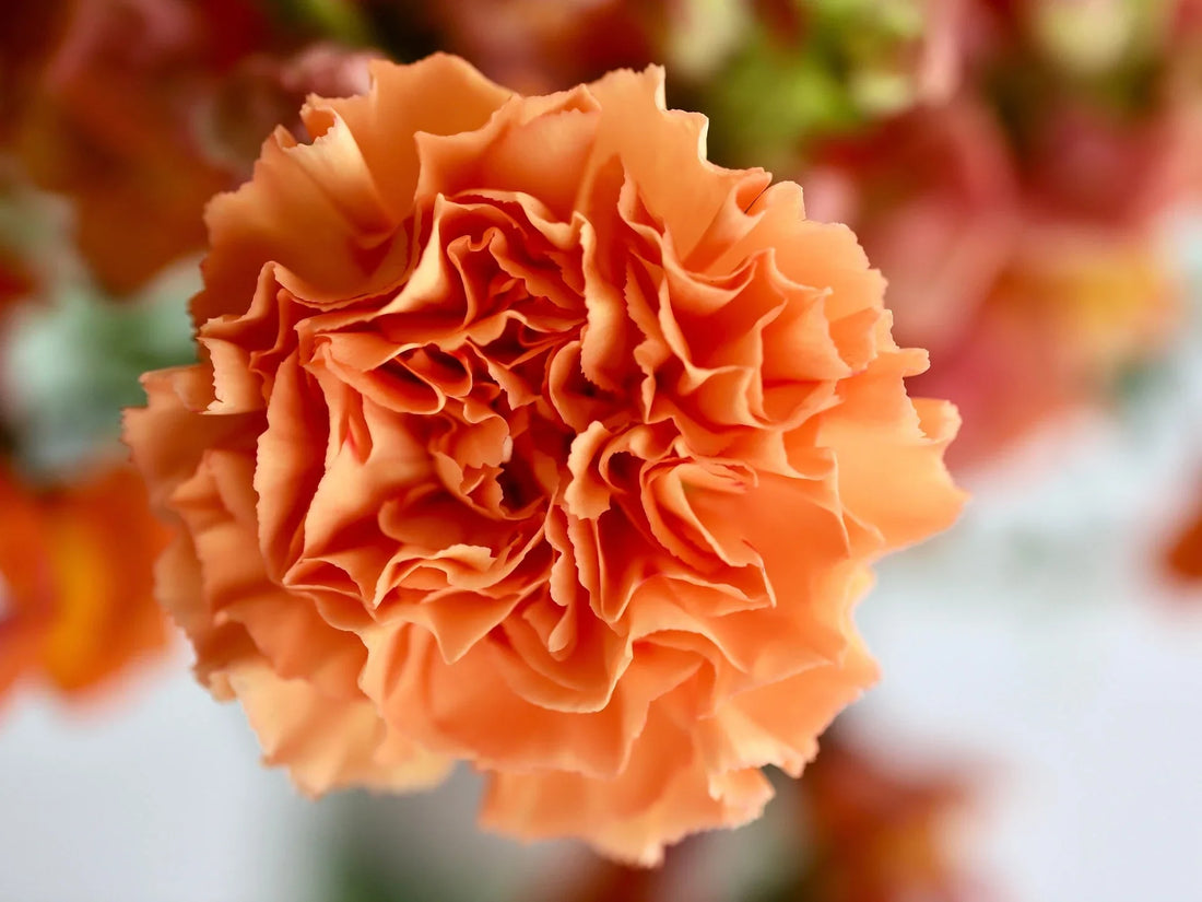 Light Orange flower seeds