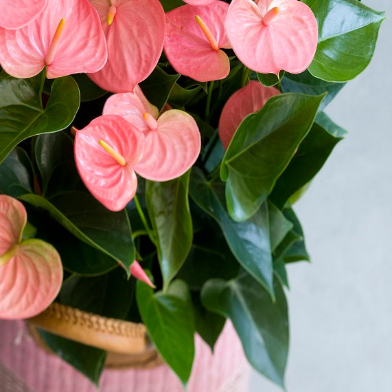Light Pink flower seeds