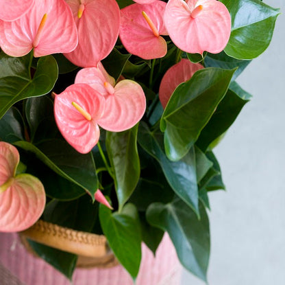 Light Pink flower seeds