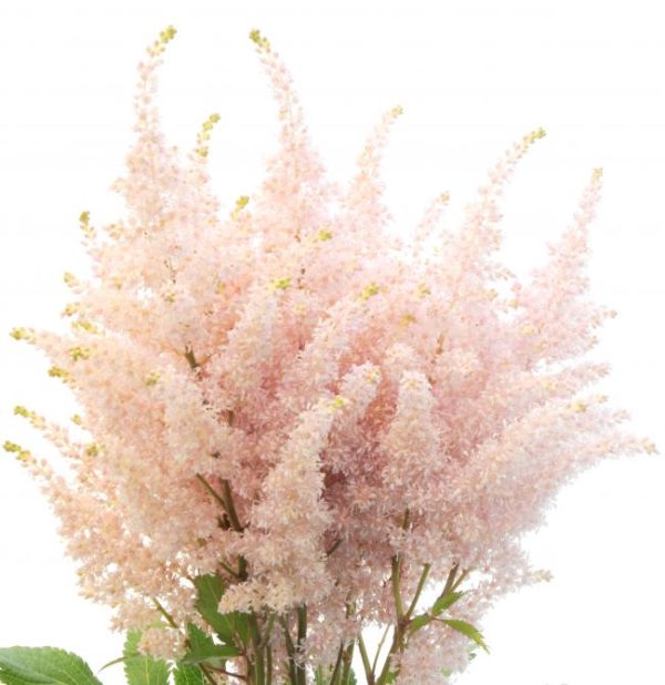 Light Pink flower seeds