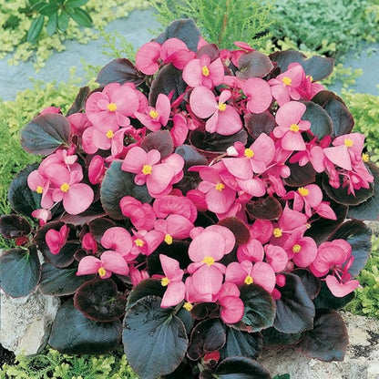 Begonia flower seeds