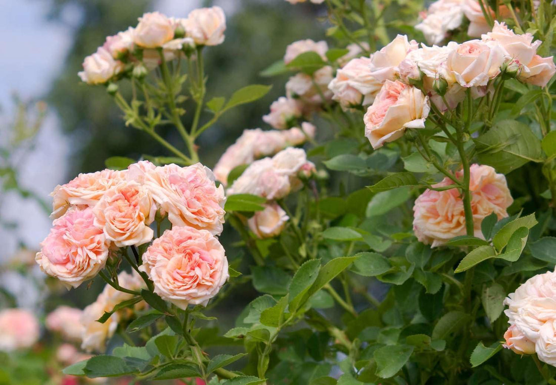 Light Pink flower seeds