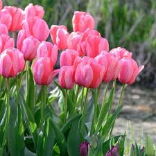 Light Pink Tulip Flowers Blooming in Spring Garden