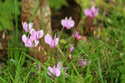 Light pink Cyclamen flowers growing among decorative heart-shaped foliage