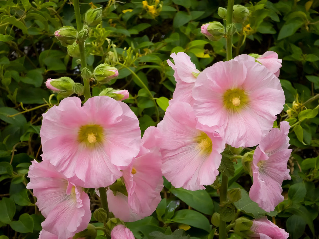 Tall Hollyhock Flower Spikes with Pink Blooms
