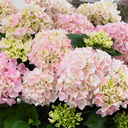 Light Pink flower seeds