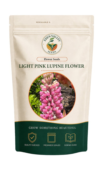 Light Pink Lupine flowers blooming in a garden