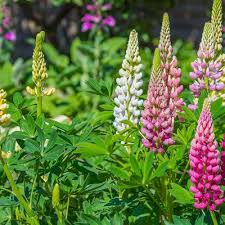 Light Pink Lupines Growing in Cottage Garden