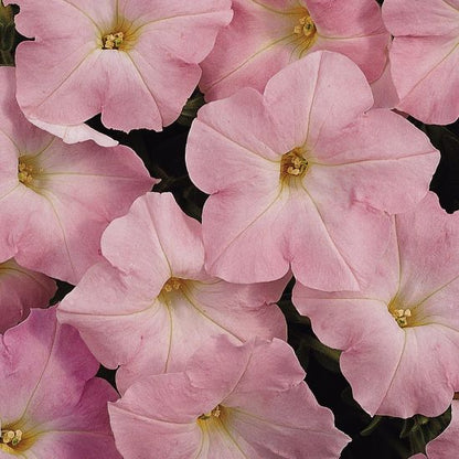 Light Pink flower seeds