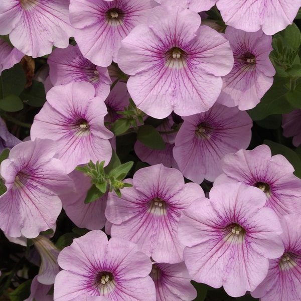Light Pink flower seeds