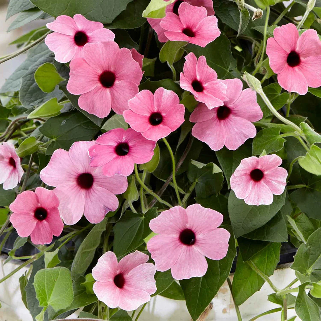 Light Pink flower seeds