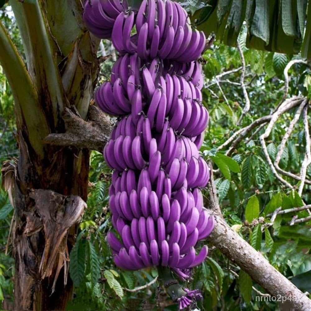 light purple banana seeds