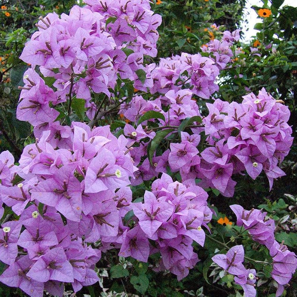Light Purple flower seeds