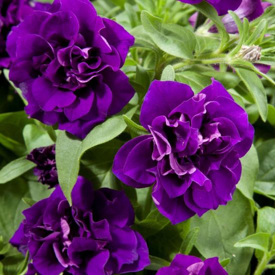 Light Purple flower seeds