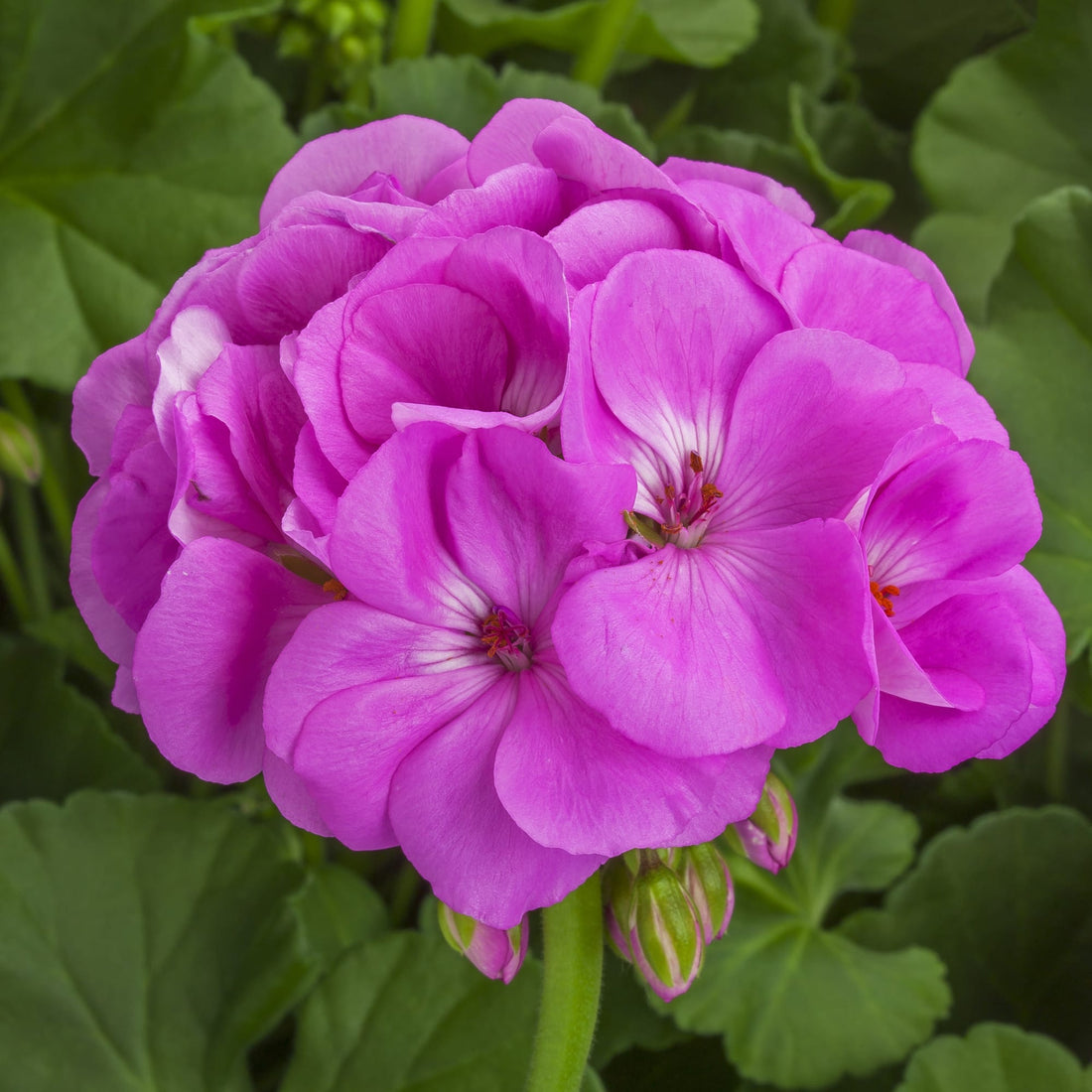 Light Purple flower seeds