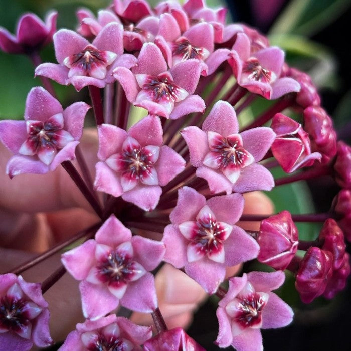 Light Purple flower seeds